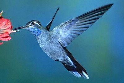 Rare blue hummingbirds