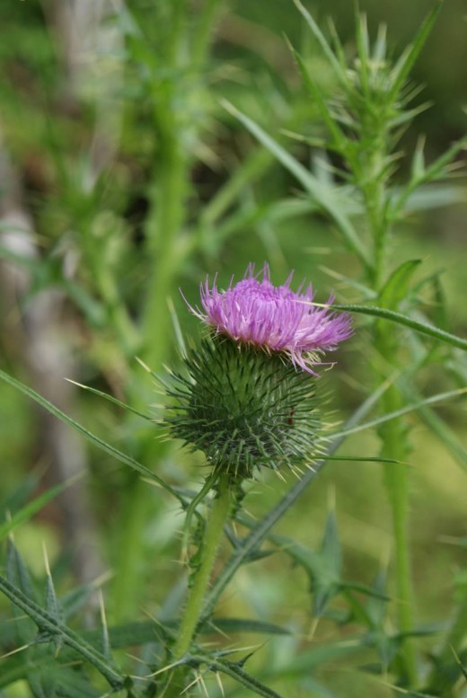 Thistle's toxic principle is unknown, but if eaten can cause death.