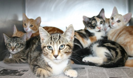 Too many kitties? 