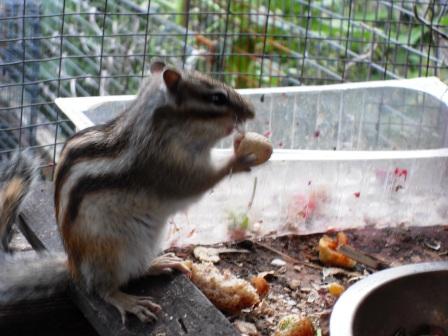 food food food