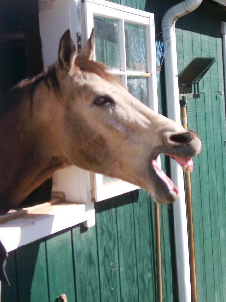 Quit Horsing Around