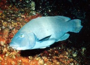 swimming with blue groper in Sydney !
