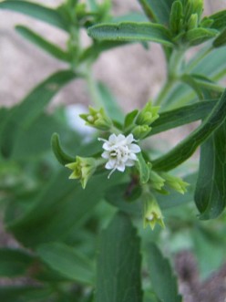 How to Grow and Care for the Stevia Rebaudiana Plant
