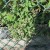 Oregano plant with just enough of the purple flower left to see. Oregano plant with just enough of the purple flower left to see.