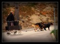 Dog Training: Dog Carting - A Sport To Exercise Dogs Of Any Breed
