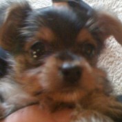 t-cup yorkies profile image