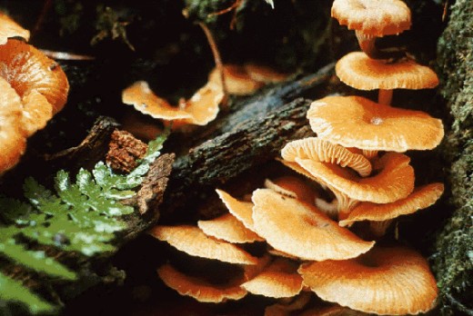 Mushrooms-Fungi