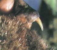 Venom Delivery System