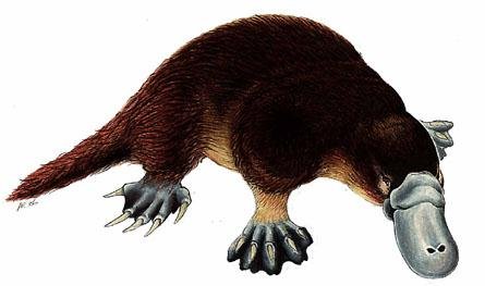 Like many animals, the males are harmless until provoked.