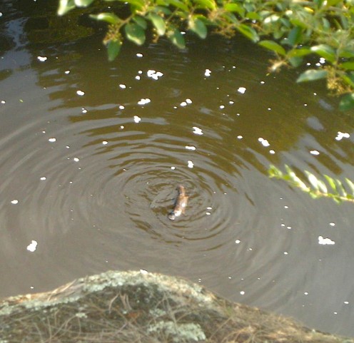Platypus in the Wild
