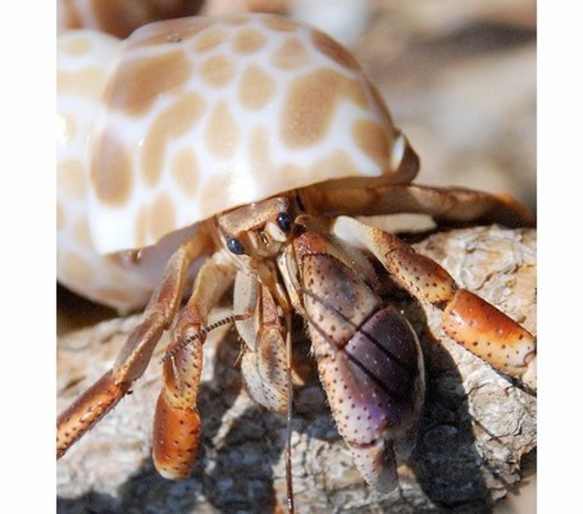 Hermit Crab Species - Types of Hermit Crabs | HubPages
