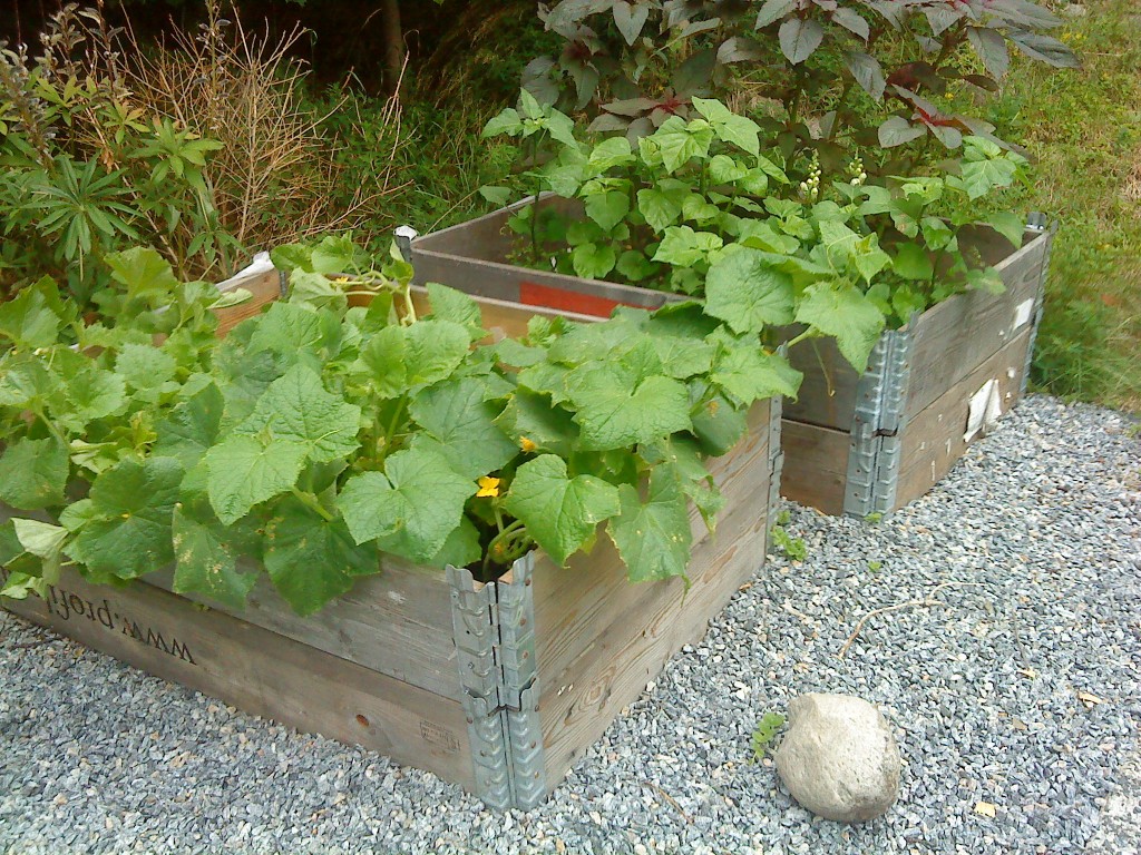 Grow Vegetables or Seeds in a Limited Space, Use Recycled Pallets or