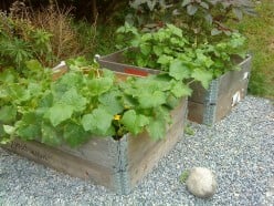 Grow Vegetables or Seeds in a Limited Space, Use Recycled Pallets or Pallet Collars!