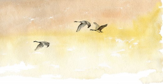 "Sunset Migration" __by Roderick MacIver