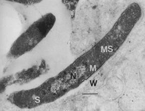rod-shaped bacteria