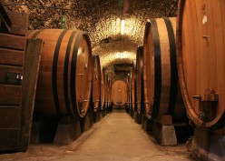 A Taste of Italian Wine: Following the Mamovy Trail