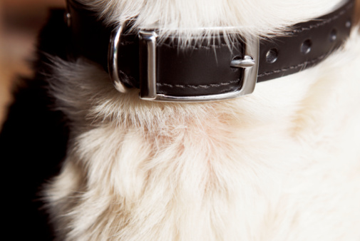 A traditional buckle collar
