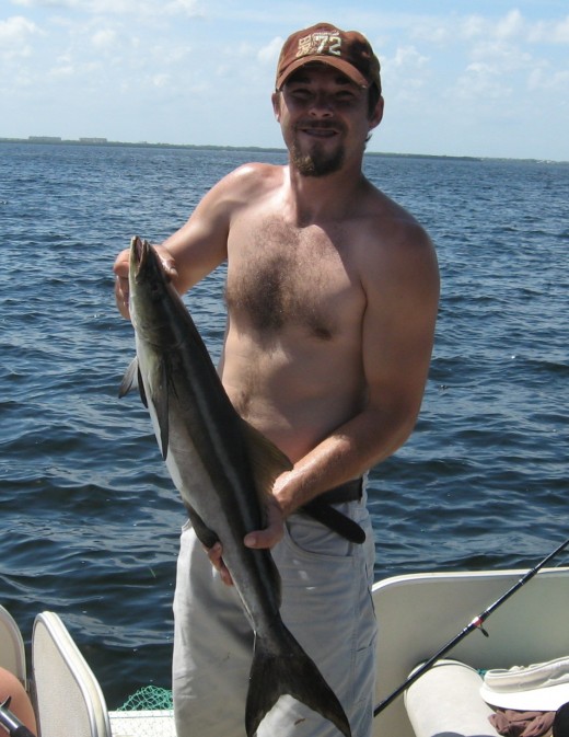 Land a cobia on the flats near Clearwater.