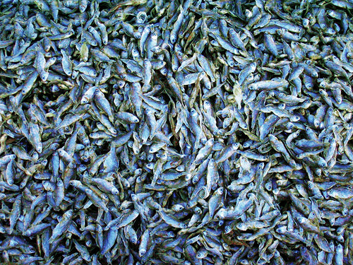 A Yummy Chutney can be made with this Dried Fish! Image Courtesy : Flickr http://www.flickr.com/photos/rizwanoola/