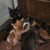 Emma and her kittens along with other rescued kittens she has sweetly adopted. Emma and her kittens along with other rescued kittens she has sweetly adopted.
