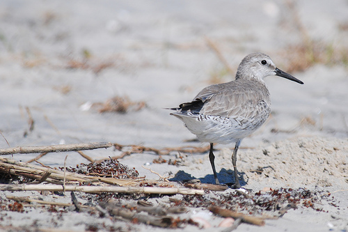 Red Knot, by The Lilac Breasted Roller