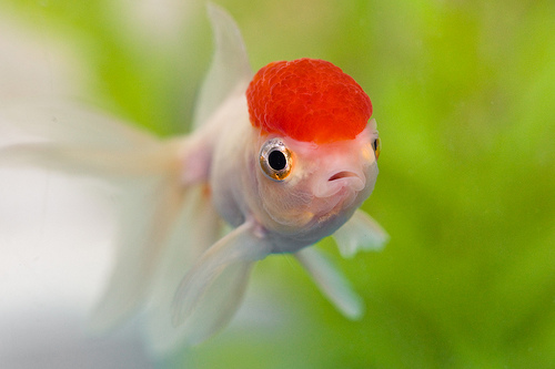 Oranda goldfish