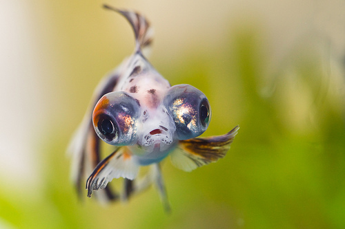 Telescope eye goldfish