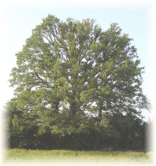The three oaks that give our B&B its name!