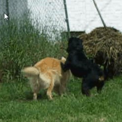 What to Do if Your Dog Bites Another Dog