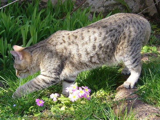 Pixie-Bob Cat