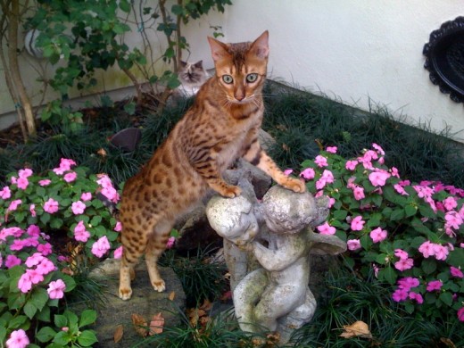 Bengal Cat