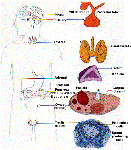 Functions of endocrine glands.