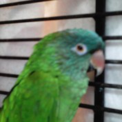 iggymom2 profile image