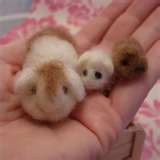 Guinea Pigs Without Hutches