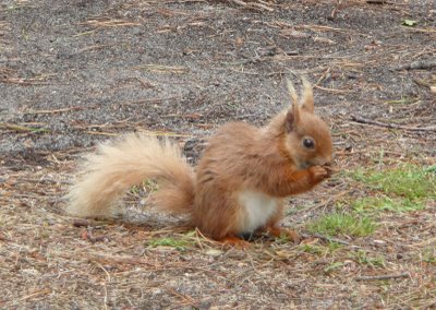 Brownsea Island resident, name of Nutkin