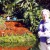 My mother at Cypress Gardens My mother at Cypress Gardens