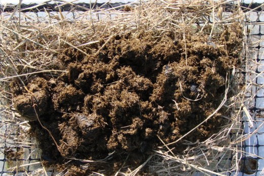 Just in case anybody DIDN'T know what horse droppings look like