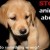 Please do what you can to help stop animal abuse. Please do what you can to help stop animal abuse.