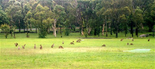 kangaroo pastures