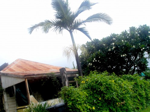 Palms, Frangipani and rusty iron roof - Cooktown Tropical idyll (during a lull in the monsoon)