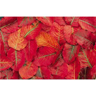 Lovely autumn colors!