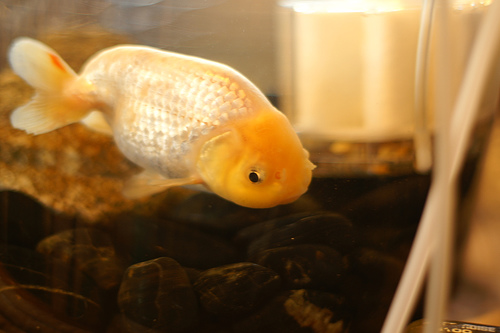Ranchu goldfish 