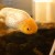 Ranchu goldfish 