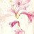 Watsonia pyrimidata. By Liz McMahon, from "A Fynbos Year", David Philip, 1988. Watsonia pyrimidata. By Liz McMahon, from "A Fynbos Year", David Philip, 1988.