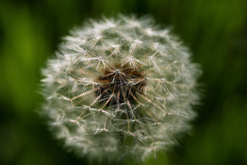allergies can be caused by many different substances