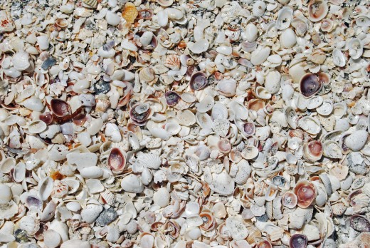 Get out early to find the best shells, but there is always an overabundance for everybody.