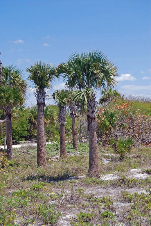 Sabal Palm