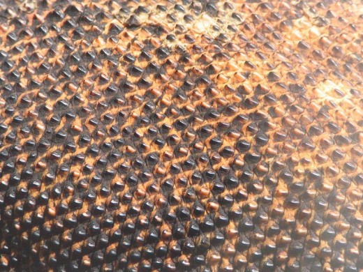 Komodo Dragon Skin Close-up