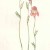 Gladiolus brevifolius. Painting by Liz McMahon, From "A Fynbos Year" by Liz McMahon and Michael Fraser Gladiolus brevifolius. Painting by Liz McMahon, From "A Fynbos Year" by Liz McMahon and Michael Fraser