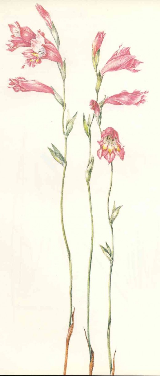 Gladiolus brevifolius. Painting by Liz McMahon, From "A Fynbos Year" by Liz McMahon and Michael Fraser